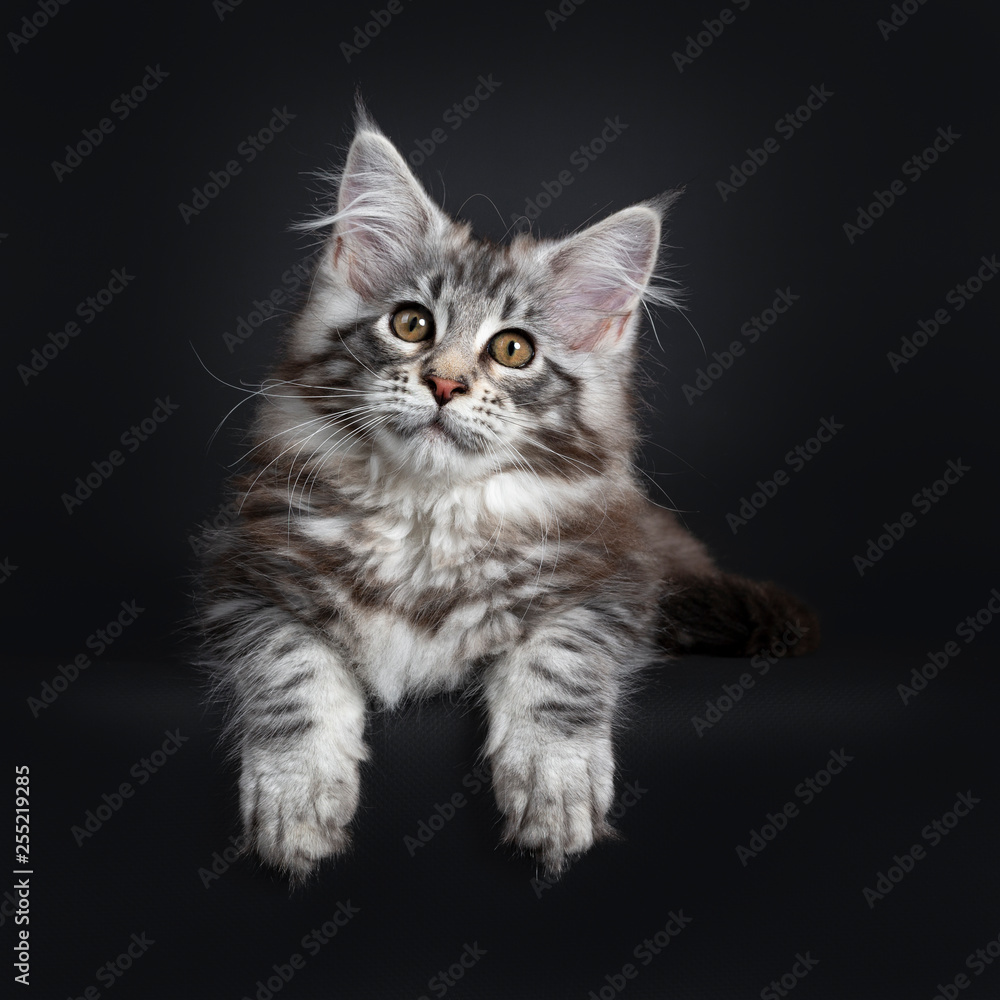 Amazing cute Maine Coon cat kitten, laying down. Looking at camera with golden eyes. Isolated on black background. Paws hanging down from edge.