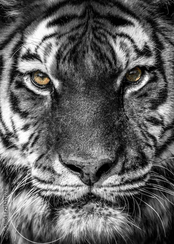 portret tygrysa