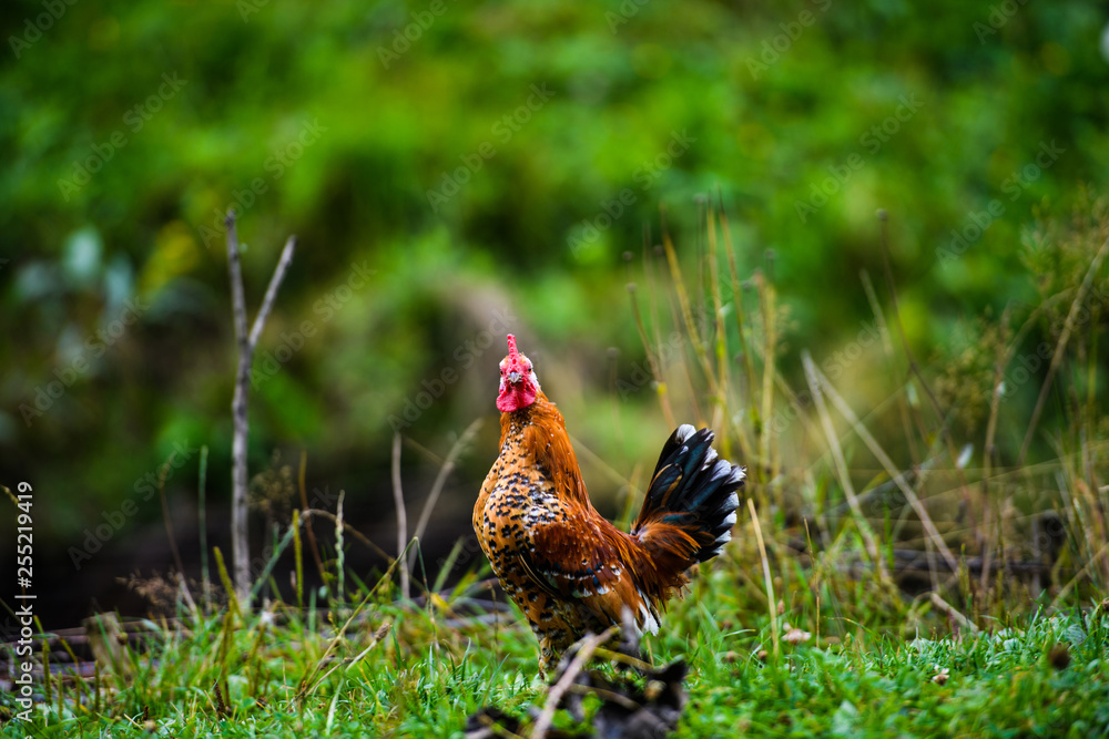 Fototapeta premium chicken on a farm