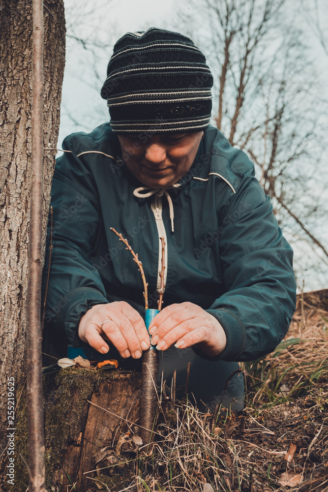 A gardener's woman clogs a cut-off part of the grafted tree to prevent rotting at this place in close-up. A gardener's woman clogs a cut-off part of the grafted tree to prevent rotting at this place in close-up.