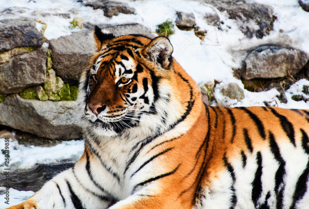Obraz premium Beautiful Amur tiger on snow. Tiger in winter forest