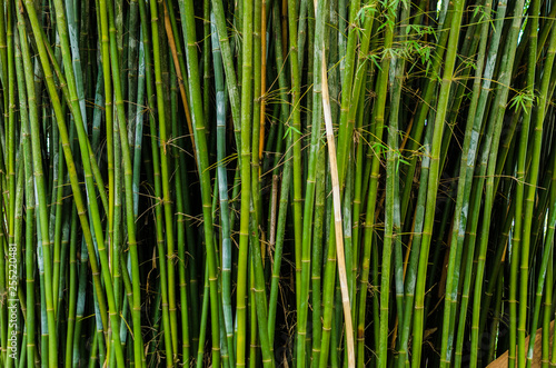 Fototapeta Naklejka Na Ścianę i Meble -  Fundo de Bambu Verde