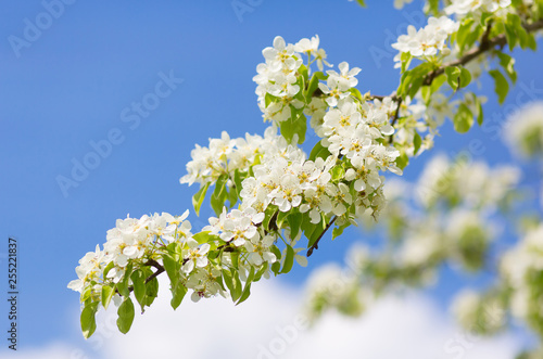 Blooming tree branches with white flowers