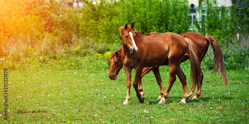 horse with long mane on pasture against beautiful blue sky