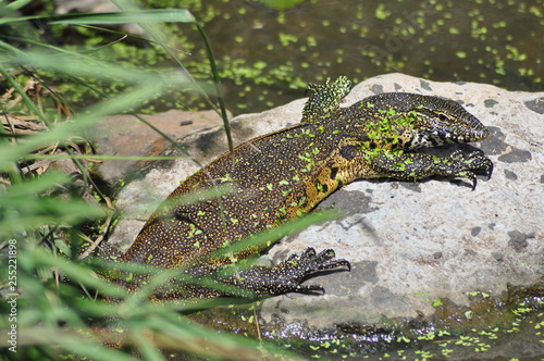 Rock Monitor  Legavaan on the Rocks