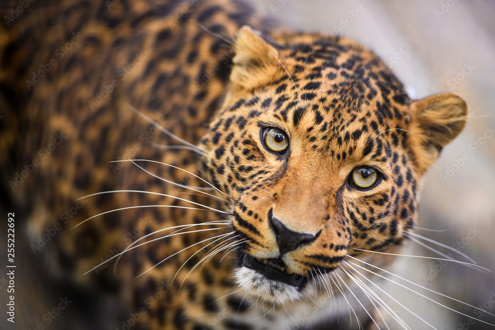 Obraz premium Portrait of a beautiful leopard
