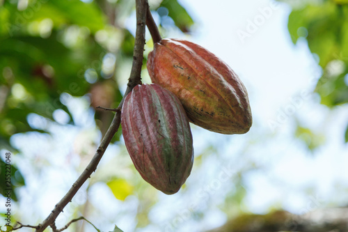Cacao Orgánico Natural