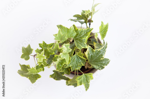 Green plant (ivy) on the white ground