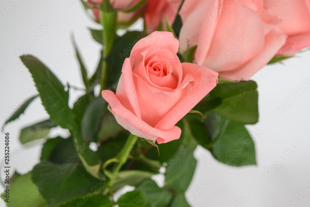 Bouquet of pink roses. Fragment of flowers close-up, open buds on a white background. Bouquet of pink roses. Fragment of flowers close-up, open buds on a white background.