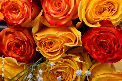 Bouquet of yellow and orange roses and gypsophila flowers against the dark background