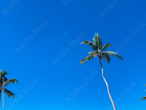Palm-trees ocean sea beaches  © Stathie
