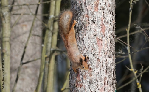 squirrel on a tree © Оксана Григоришина