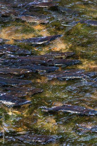 River full of salmon