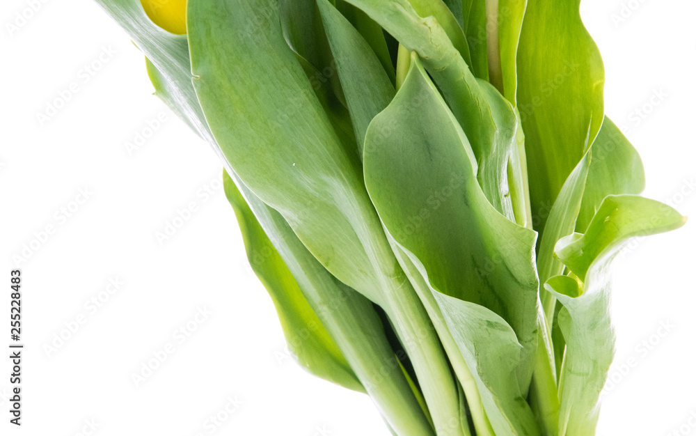 Obraz premium Tulip Flowers 