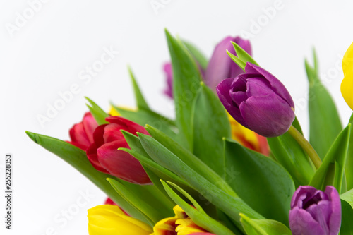 Tulip Flowers 