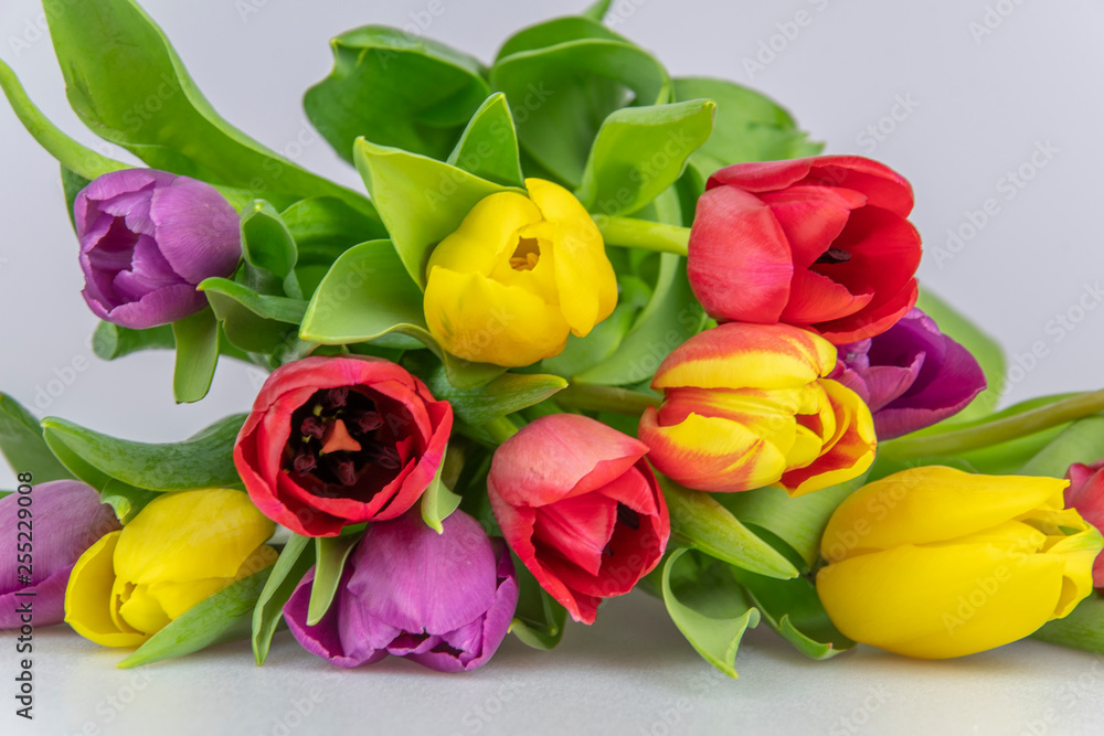 Tulip Flowers Tulip Flowers