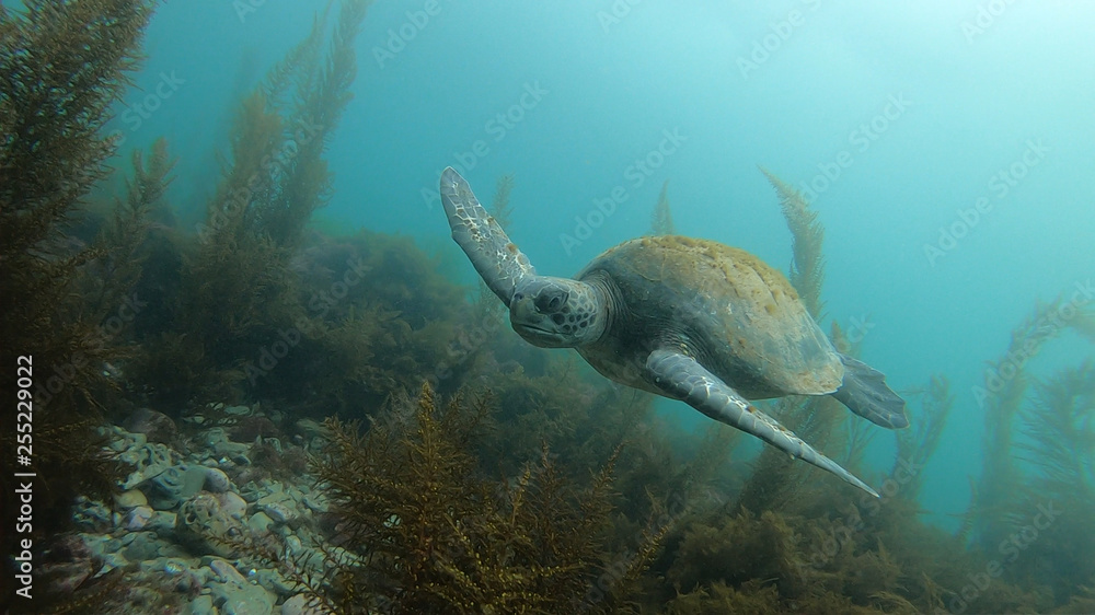 Obraz premium Sea Turtle