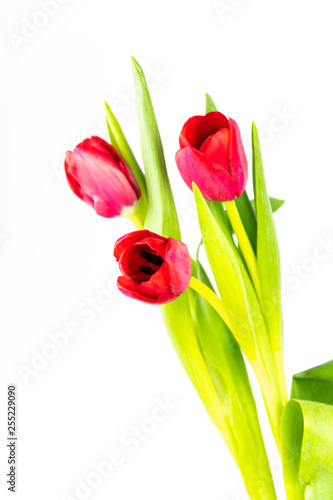 Fototapeta Naklejka Na Ścianę i Meble -  Tulip Flowers 