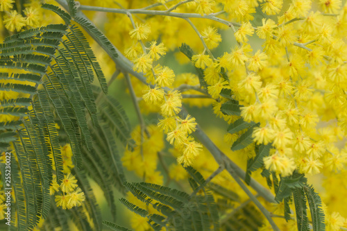 Detail of flowering acacia dealbata or silver wattle in springtime photo