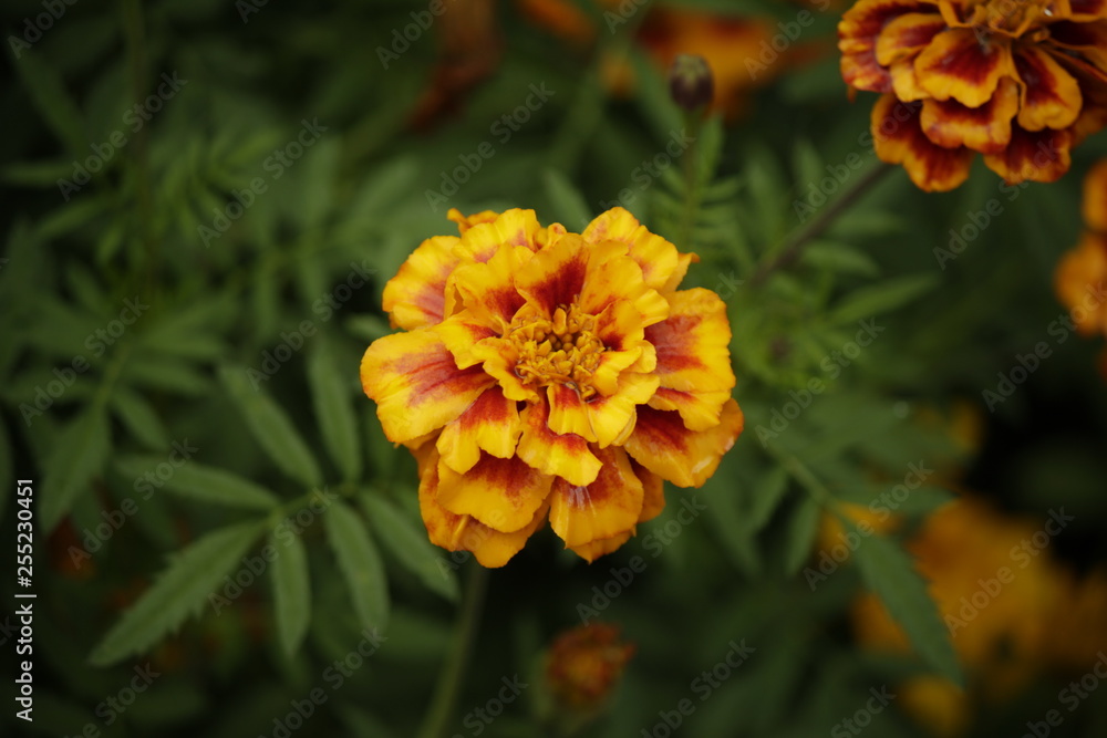marigold marigold