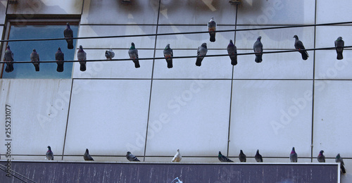 건축물 부근 전선에 앉은 비둘기