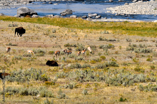 Buffalo and Antelope in Yellowstone National Park © donfink