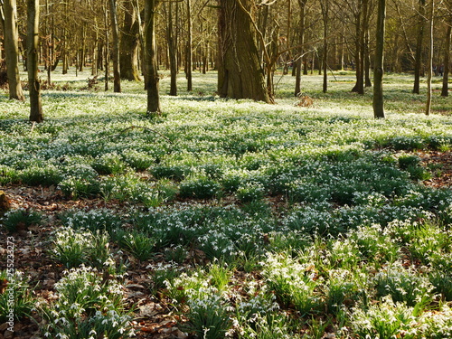 Carpet of common snowdrops (galanthus nivalis) in woodland in Berkshire, England, UK