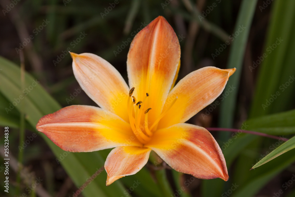 yellow orange daylily yellow orange daylily