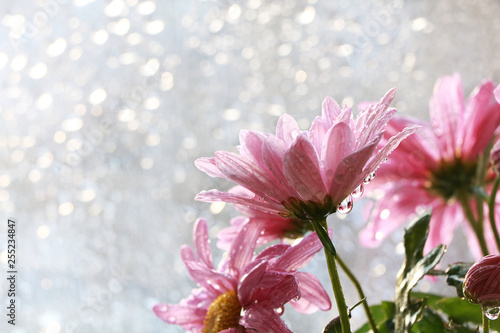 Spring flowers on a blurred light bokeh background, drops on flower buds create a wonderful mood;