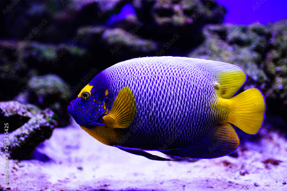 Wonderful and beautiful underwater world with corals and tropical fish. Wonderful and beautiful underwater world with corals and tropical fish.