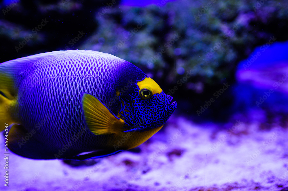 Naklejka premium Wonderful and beautiful underwater world with corals and tropical fish.