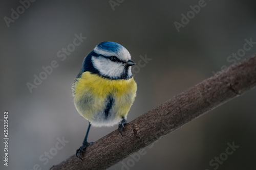 Blue tit