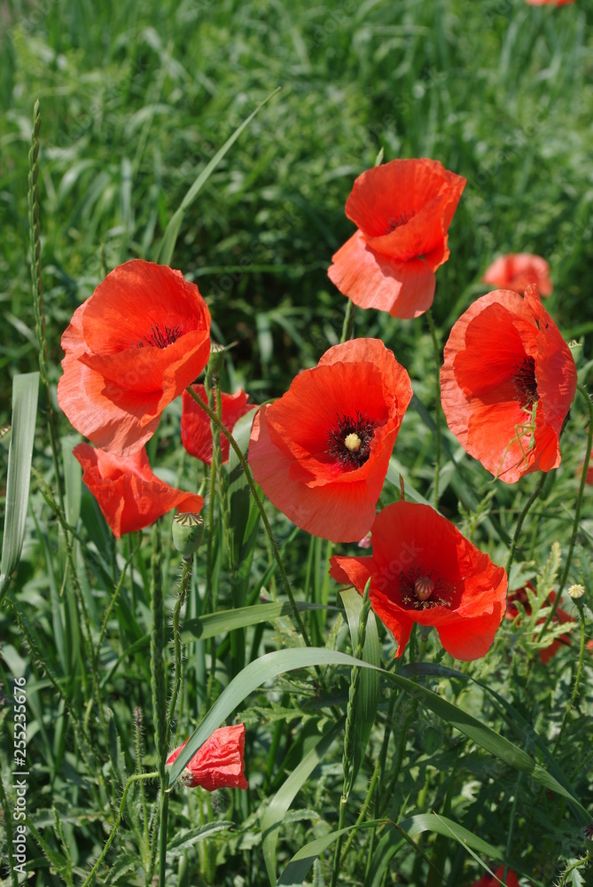 Obraz premium Steppe, poppies