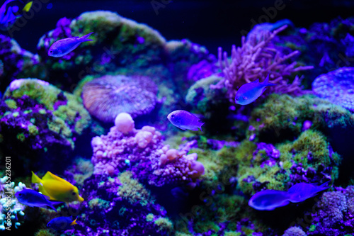 Wonderful and beautiful underwater world with corals and tropical fish.