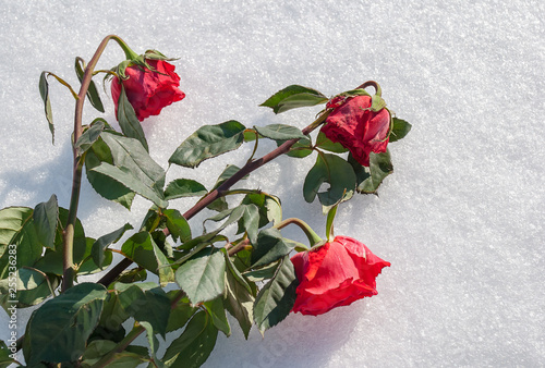 Sad rose on the snow
