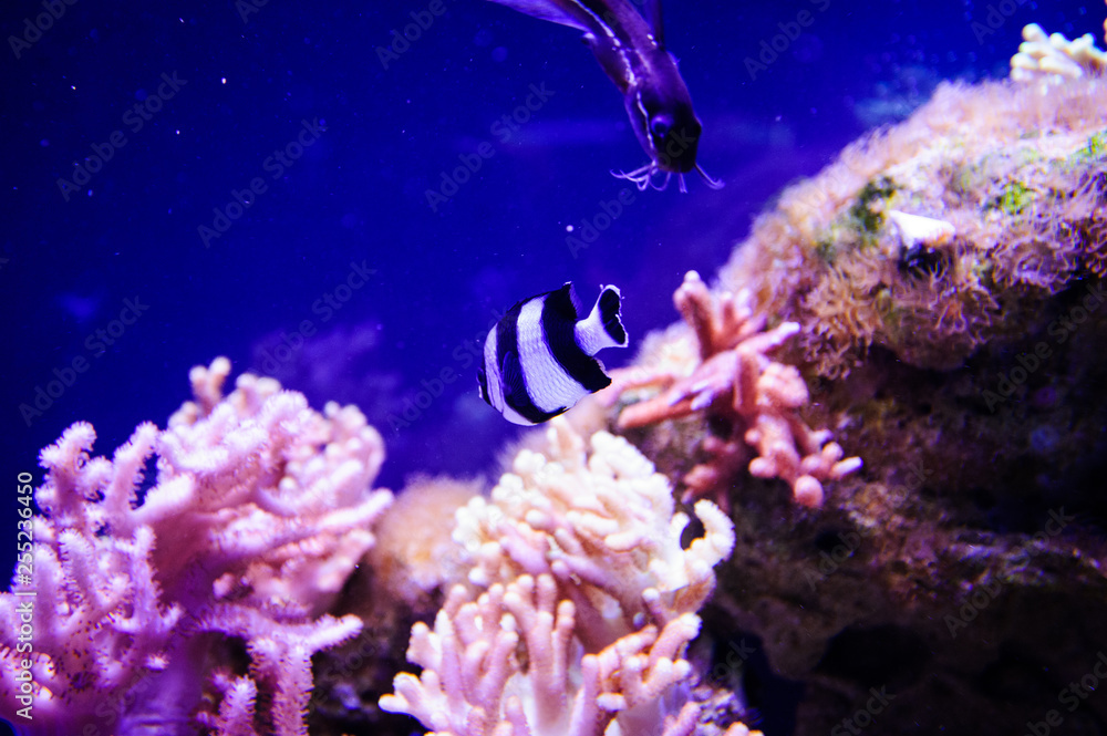 Obraz premium Wonderful and beautiful underwater world with corals and tropical fish.