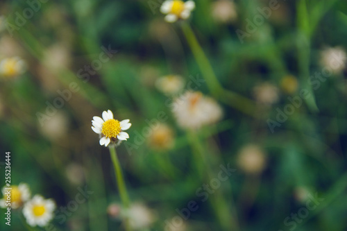 Coatbuttons, Mexican daisy, Tridax procumbens, Asteraceae, Wild Daisy on blur background.