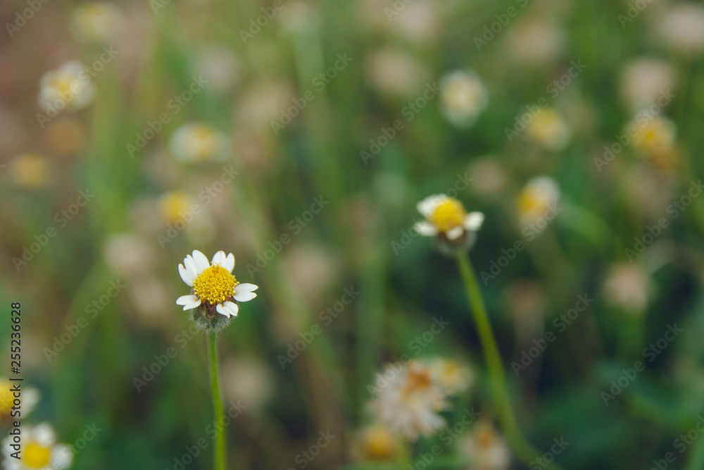 Coatbuttons, Mexican daisy, Tridax procumbens, Asteraceae, Wild Daisy on blur background. Coatbuttons, Mexican daisy, Tridax procumbens, Asteraceae, Wild Daisy on blur background.