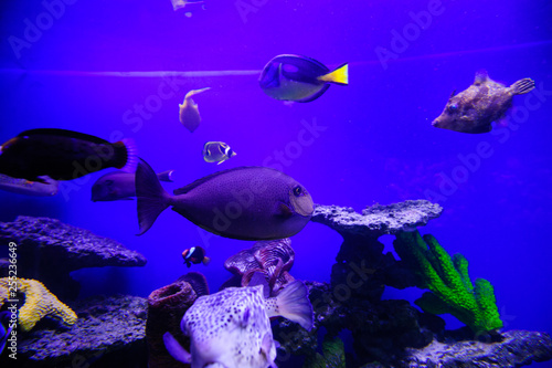 Cudowny i piękny podwodny świat z koralowcami i tropikalnymi rybami.