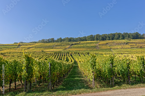Vignes, Paysage d’automne, Alsace
