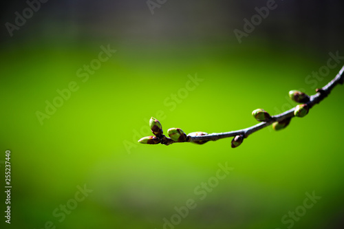 Spring. Branches of young apple tree in bright sunlight, natural green background. Buds.