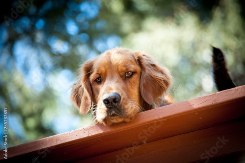 Close up of dog looking out from deck