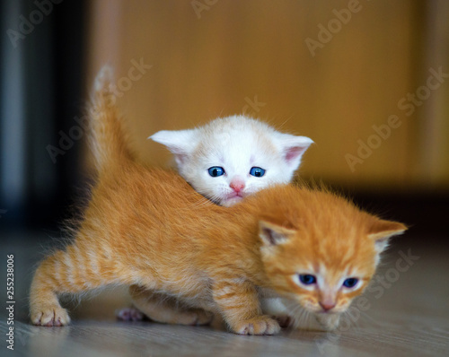Cute little kitten © The Len