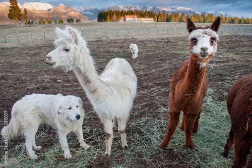 Great Pyrenees dog standing with alpaca on farm photo