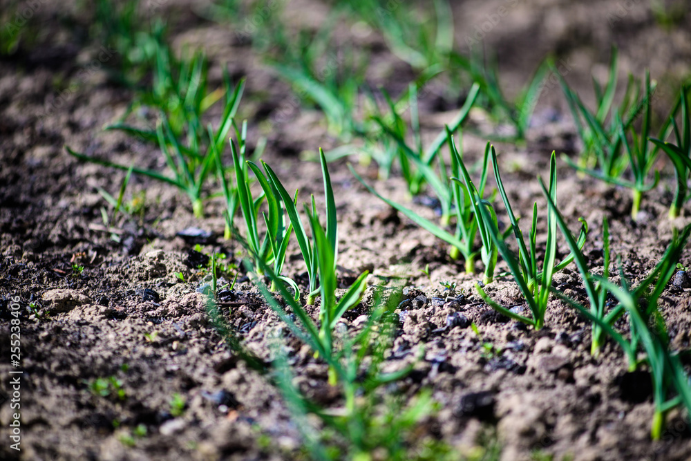 green onions growing in the garden green onions growing in the garden