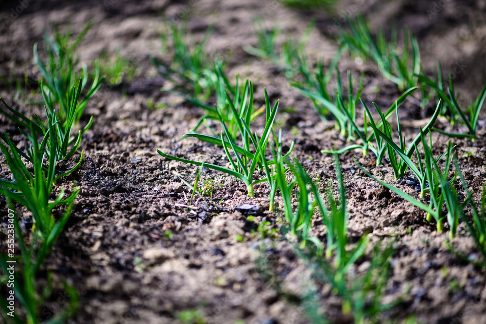 green onions growing in the garden green onions growing in the garden