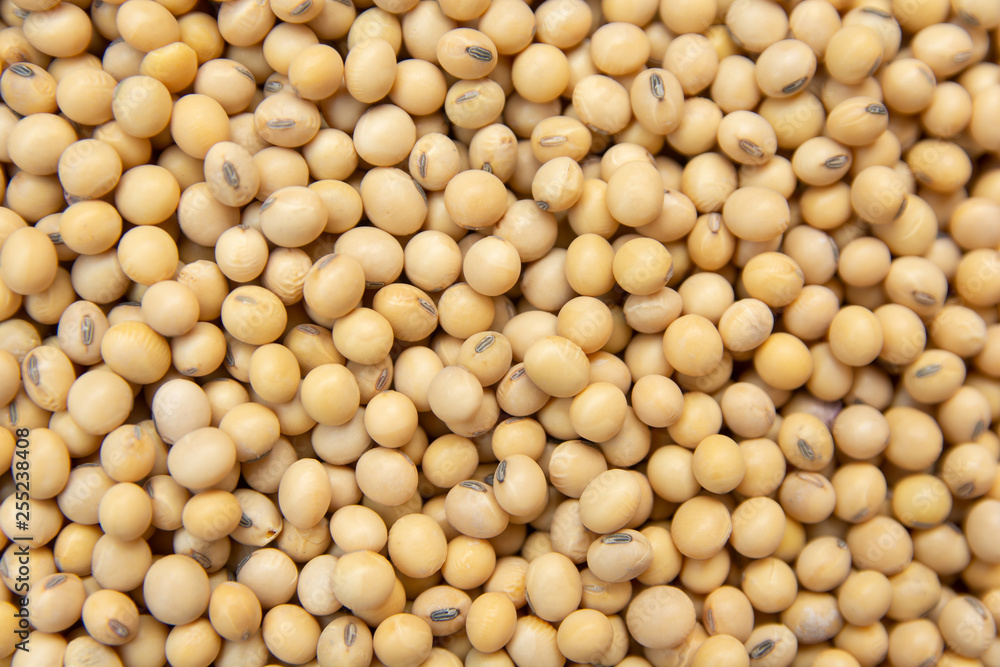 close up soybean pattern as background close up soybean pattern as background