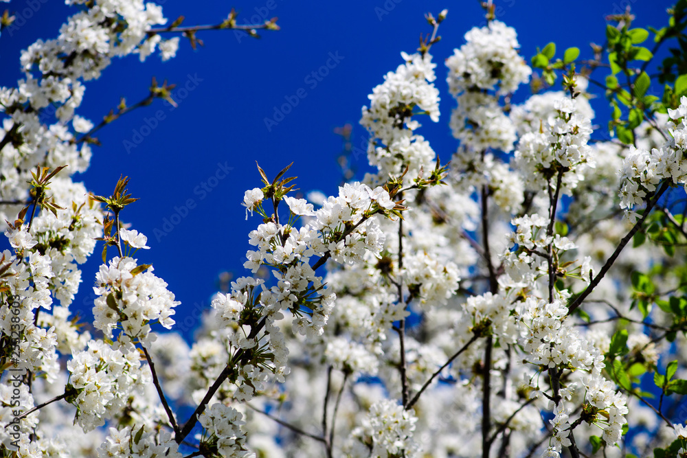 Spring Cherry blossoms Spring Cherry blossoms