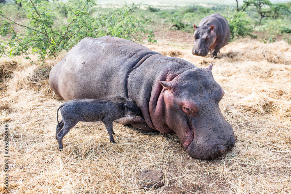 Hippopotamus and young warthog at Zululand Rhino Orphanage Hippopotamus and young warthog at Zululand Rhino Orphanage