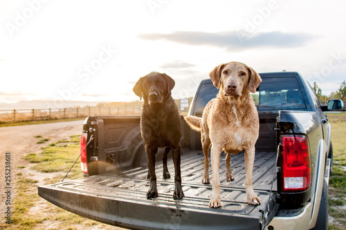 Portrait of dog standing in pickup truck